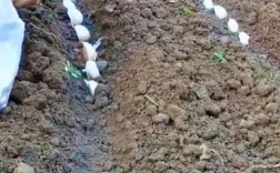 蒜苗高产种植技术视频有哪些关键点？