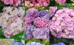 绣球花哪些品种最好看？