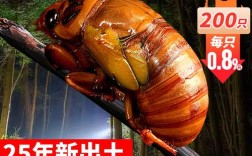 2025阳信知了猴价格会涨还是跌？