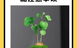 盆栽山乌龟怎么种？关键技巧有哪些？