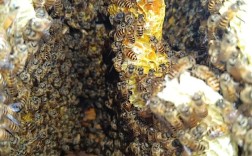 一箱多王养殖可行吗？技术难点有哪些？