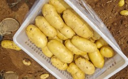 2025年马铃薯价格会涨还是跌？