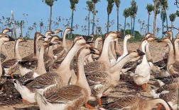 黑龙江养鹅啥品种效益高？