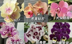 蝴蝶兰品种怎么选？