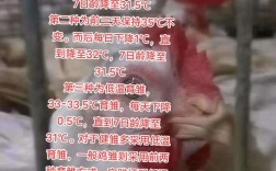 山东817肉毛鸡价格今日如何？