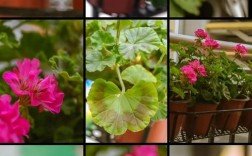 天竺葵品种分类到底有哪些？