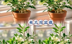 米兰花的品种及养殖方法