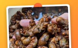 陕西2025年知了价格会涨还是跌？