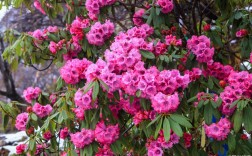 毛杜鹃花是什么品种