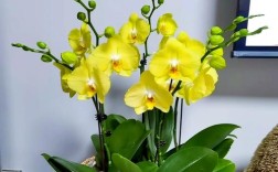 蝴蝶兰什么品种好养又好看？