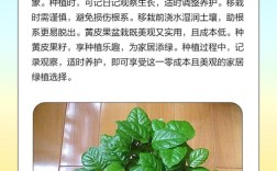 黄皮果种植视频，新手能学会吗？