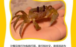 螃蟹养殖技术核心要点有哪些？