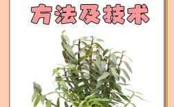 铁皮石斛种植视频，新手怎么学技术？