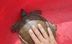 2025年甲鱼价格会涨还是跌？