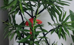 竹子开花的品种有哪些？