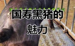 黑猪品种哪个最好？