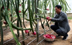 火龙果种植技术视频，关键点有哪些？