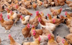 最好养的鸡品种是哪个？