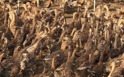 什么品种的老鸭炖汤最香？