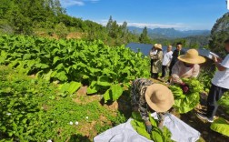 农村烟草种植技术视频