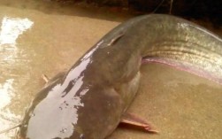 养殖鲶鱼技术大全图片，有哪些关键点？