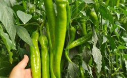 又大又直又长青椒品种怎么选？