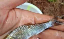 广东鱼塘的小野鱼品种