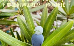 罗汉松结果吗？什么品种会结果？