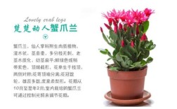 蟹爪兰哪个品种最好养