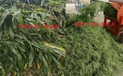 青稻草粉碎发酵技术视频有何关键要点？