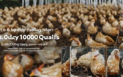 5万鹌鹑养殖技术，养1万只鹌鹑,养殖成本到底是多少?看完总算知道了