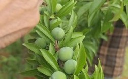 李子高产栽培管理技术有哪些关键要点？