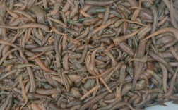 2025年水蛭苗价格会涨还是跌？