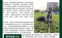 松鼠养殖技术农广天地，关键要点有哪些？