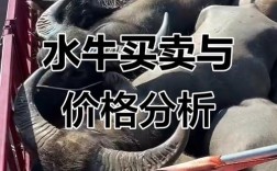 当前水牛牛犊价格是多少？