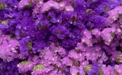 勿忘我品种有哪些？