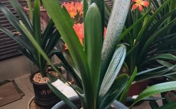 君子兰油匠品种图片有哪些特征？