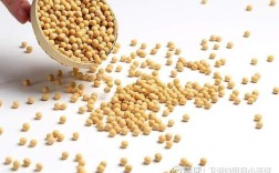 2025年大豆进口价格会涨还是跌？