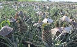 大棚波罗怎么种？视频技术要点有哪些？