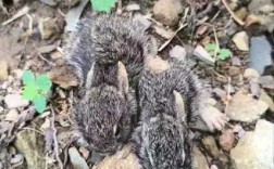 活捉野兔专利技术究竟是如何实现高效无害捕捉的？其技术原理与传统捕捉方式有何本质区别？