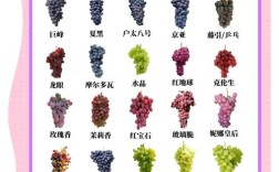 冰葡萄品种亩产多少斤