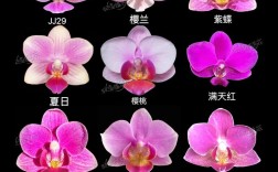 什么蝴蝶兰品种开花最持久？