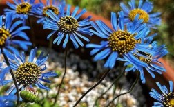 咖啡色雏菊是什么品种？