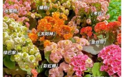 哪些长寿花品种最好看？