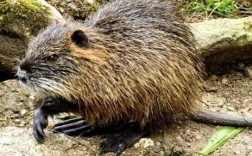 麝香鼠养殖技术巴巴是什么？