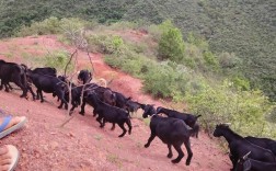 黑山羊养殖技术视频，关键点有哪些？