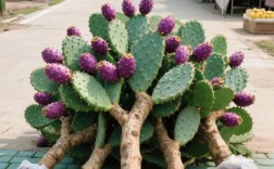 结果的仙人掌拼品种