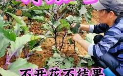 茄子高产种植技术视频，如何实现高产？
