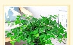 常春藤有哪几种品种