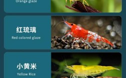 观赏虾品种繁多，如何快速识别与选择？